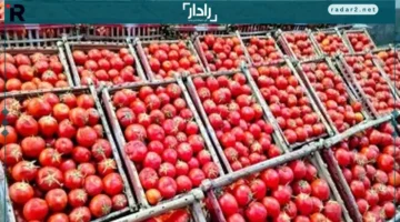 سعر الطماطم اليوم في منافذ المجمعات الاستهلاكية الأربعاء 15-10-2025